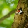 Strakapoud prostredni - Dendrocopos medius - Middle Spotted Woodpecker 3169